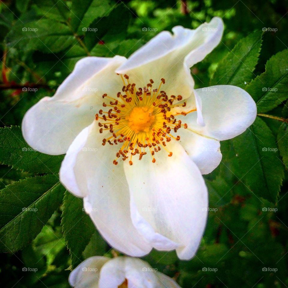 White  flower  with  yellow middle 