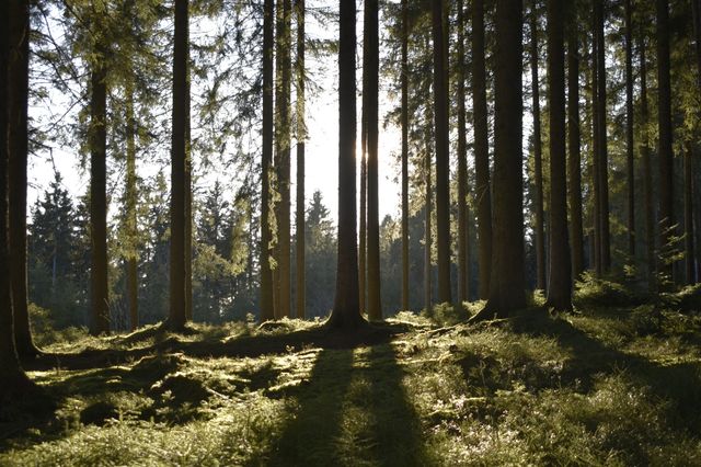 sun and shadow in the forrest