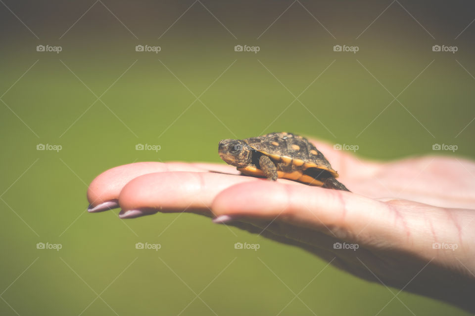 Tiny Turtle in a Lady’s Hand