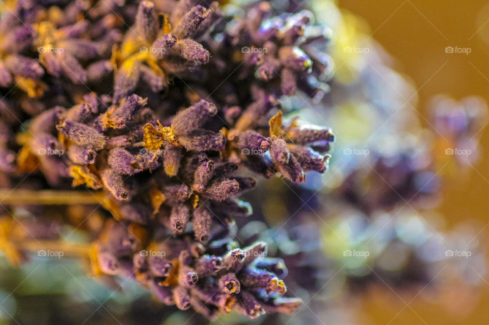 Macro of a small bunch of dried aromatic lavender resting on a mirror. The purple lavender is beautifully reflected on the mirror in the focused foreground & in the blurred background. 