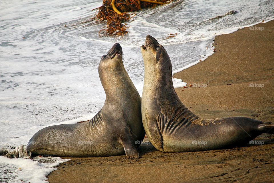 Juvenile elephant seals practice their sparring skills. 