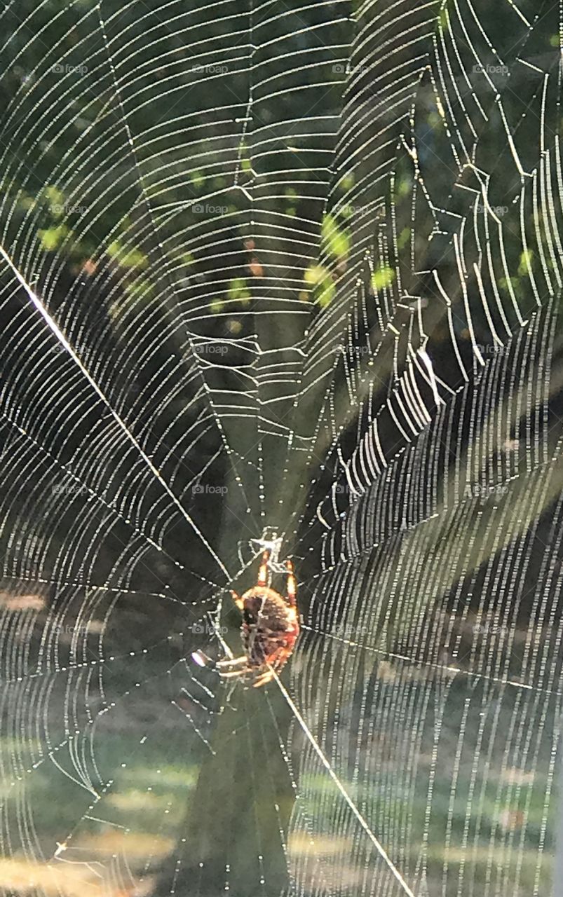 Spider in the backyard in Bloomsburg PA. Species unknown 
