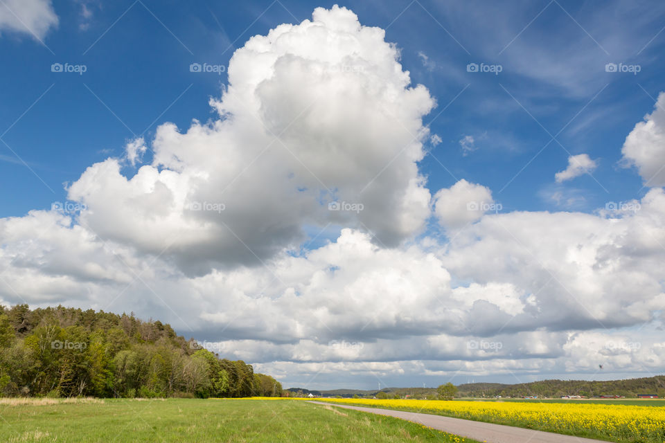 Big cumulus clouds over yellow blooming rapeseed fields and road 