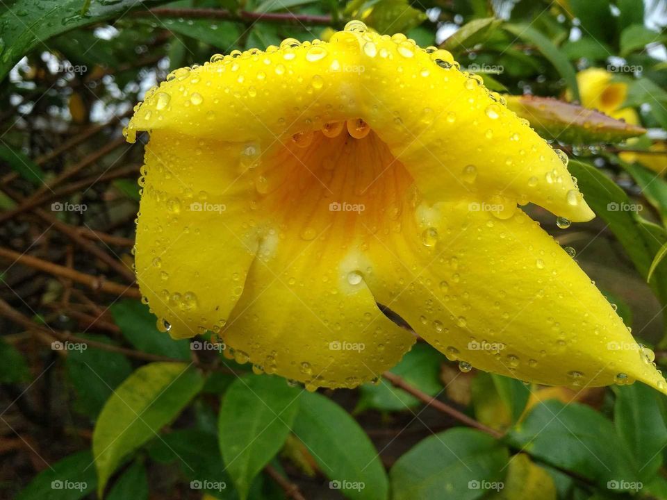 yellow flower in water drop
