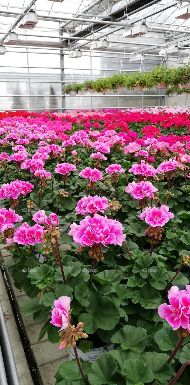 A large room is full of the multicolored flowers.