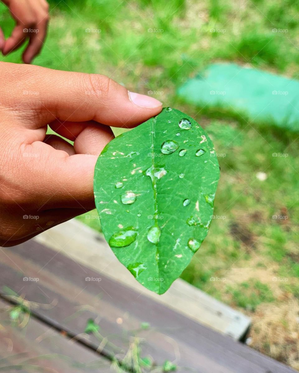 Dew drops on a leaf