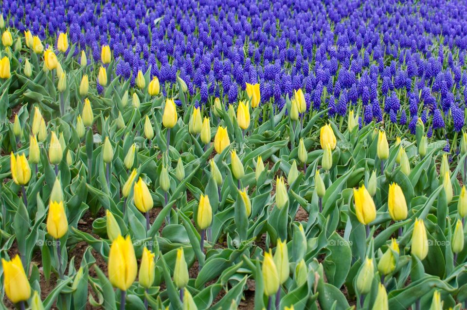 Complementary Colors