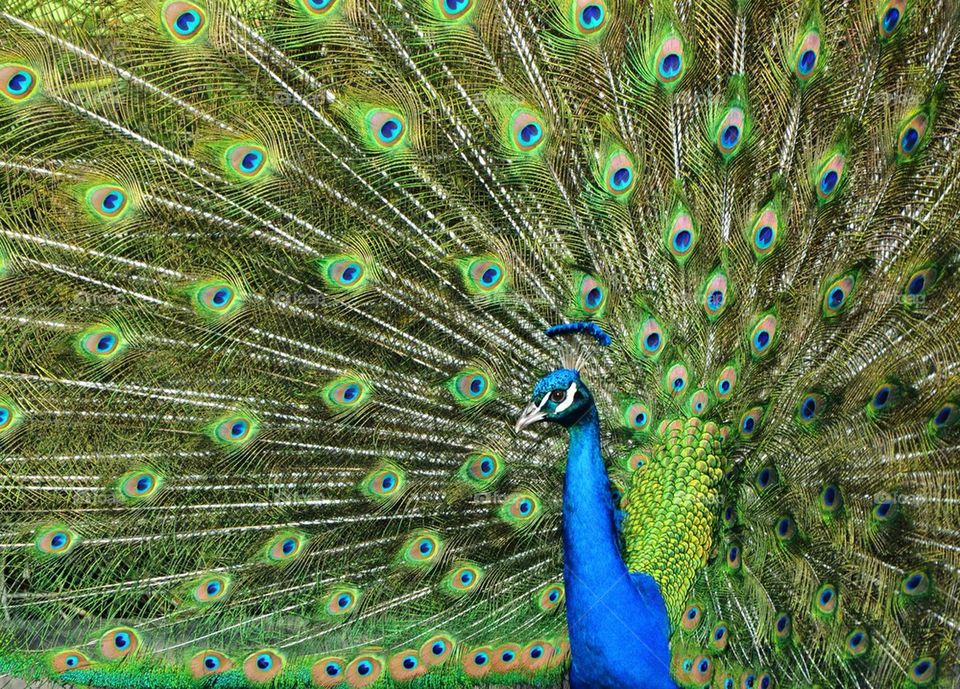 Peacock Feathers