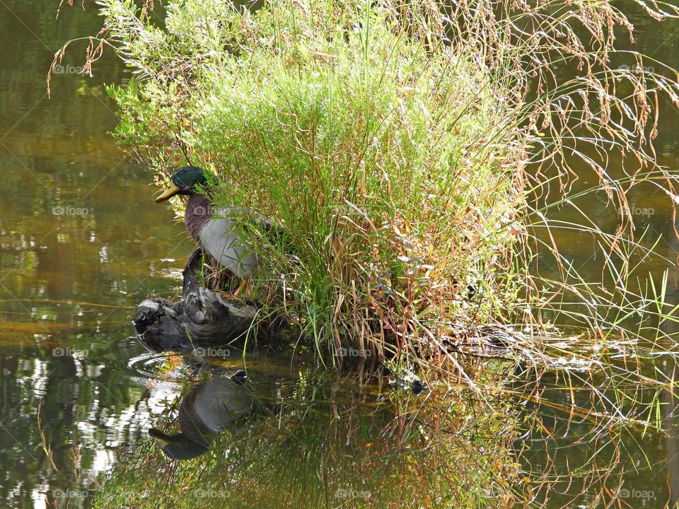 Urban Nature: Wildlife - Chilling in the bush - Mallards are large ducks with hefty bodies, rounded heads, and wide, flat bills. Like many “dabbling ducks” the body is long and the tail rides high out of the water, giving a blunt shape