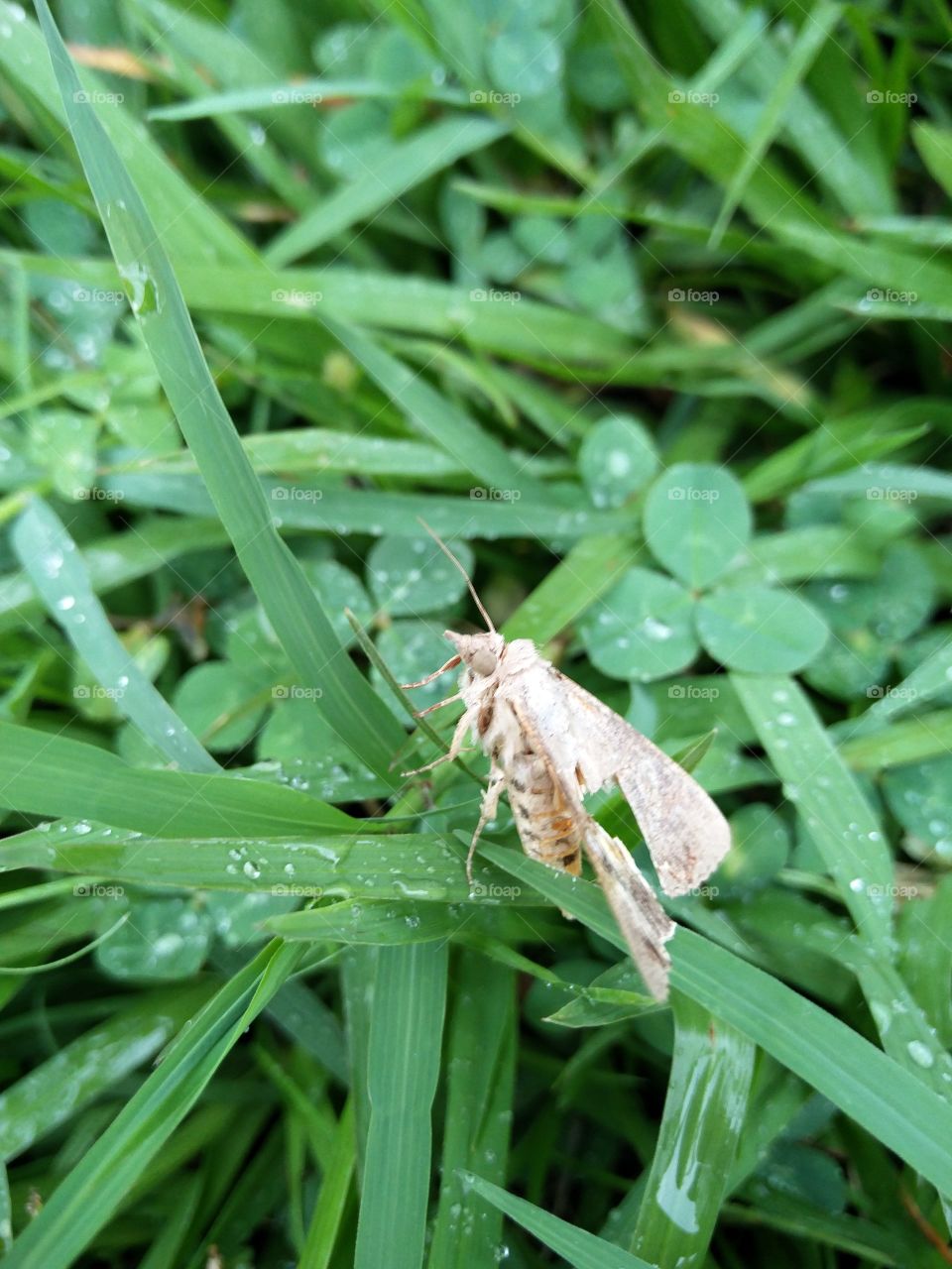 rainy day insect