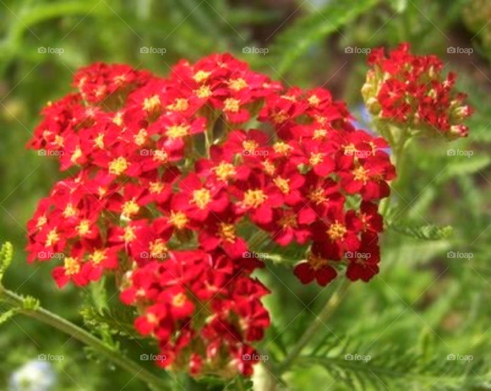 garden yellow plants red by Amy