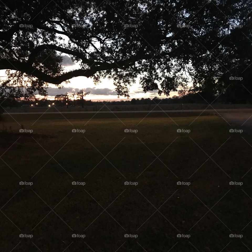 Oak tree sunset 