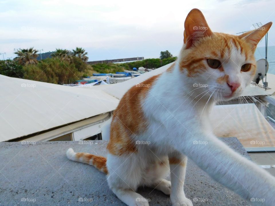 Cat at Bagnoli (Naples).