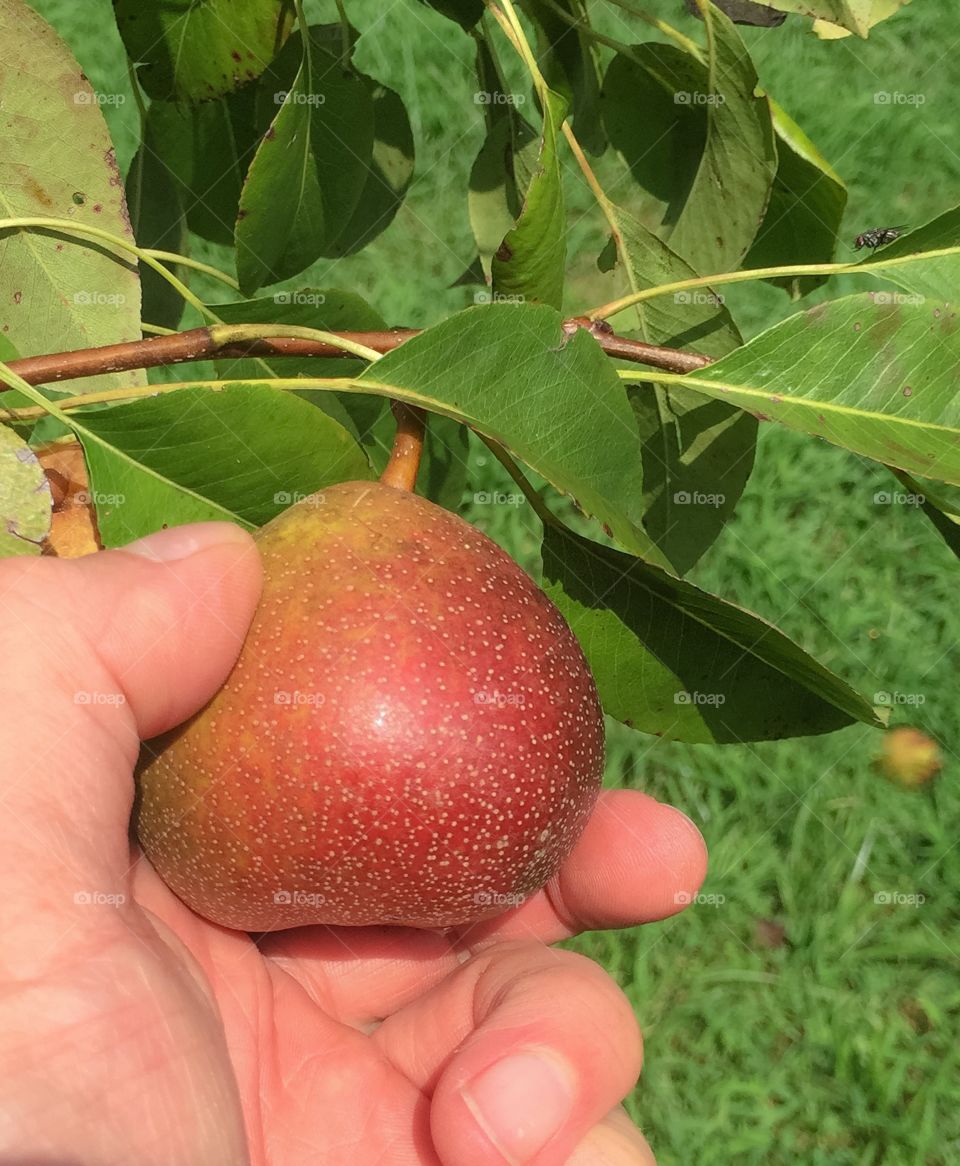 Picking a ripe pear