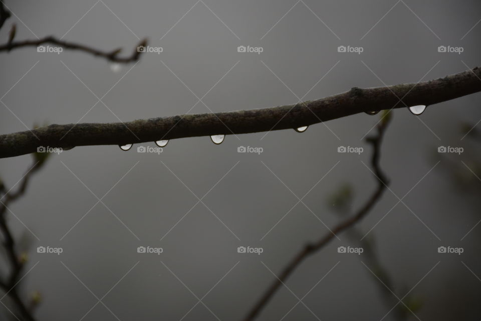 rainy-foggy day in forest