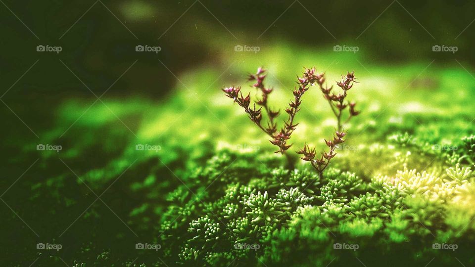 Plants are multicellular organisms in the kingdom Plantae that use photosynthesis to make their own food.