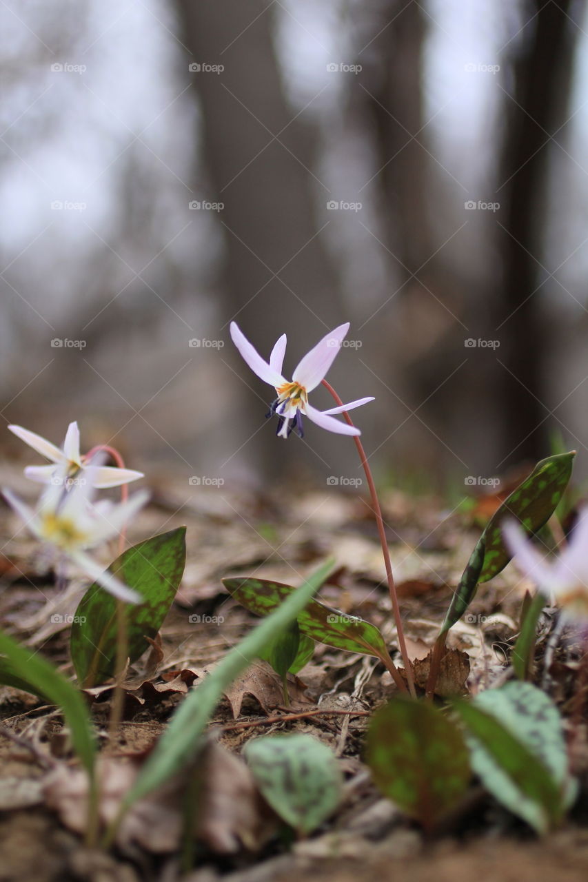 early spring flowers