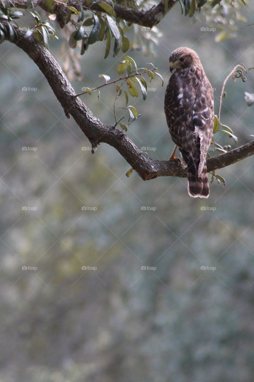 Hawk on a tree branch