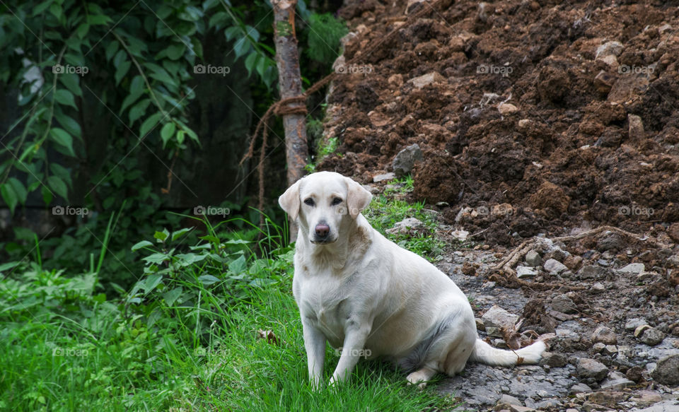 A beautiful labrador looking at camera