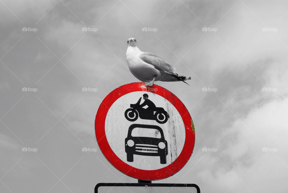 Bird on a sign