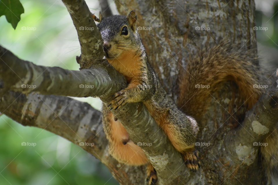 Squirrels need a break too. Just relaxing!