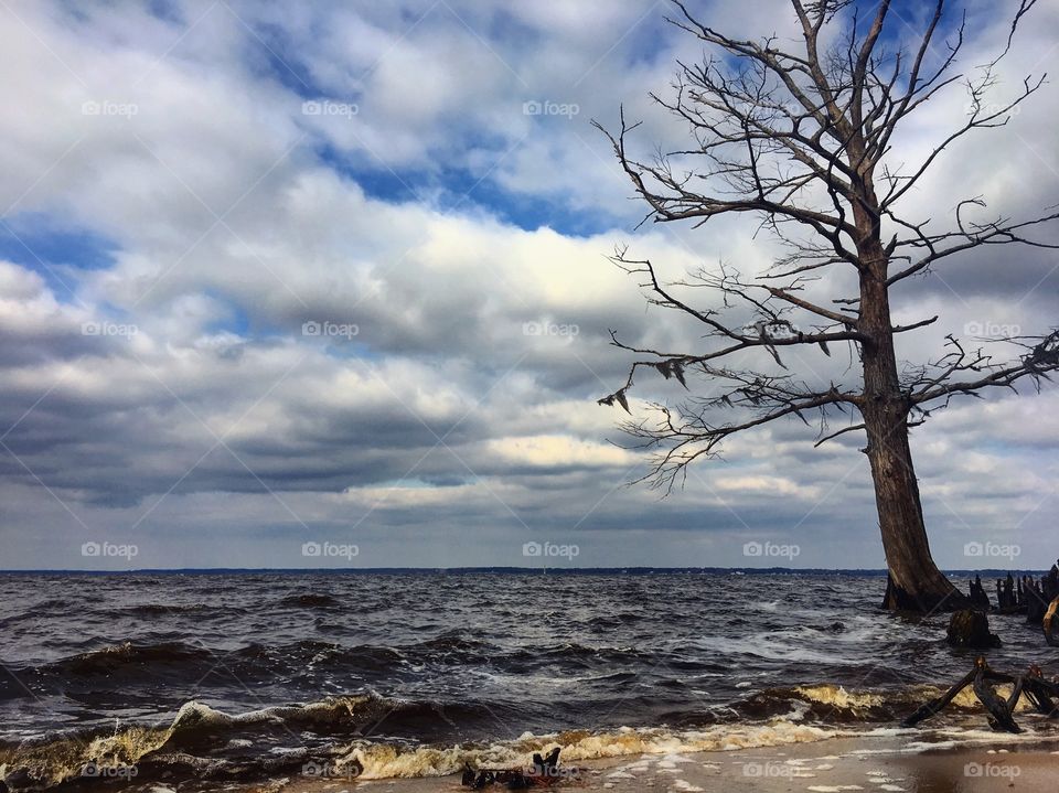 A cypress tree hanging on to the edge of the sand bar at the edge of the Neuse River in Eastern North Carolina. 