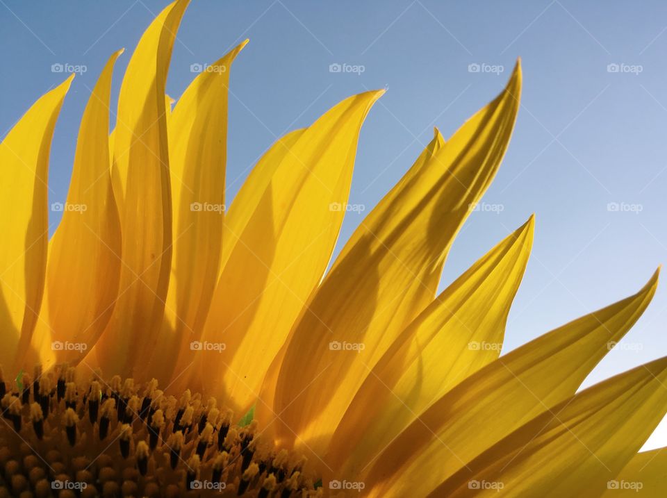 Macro sunflower 