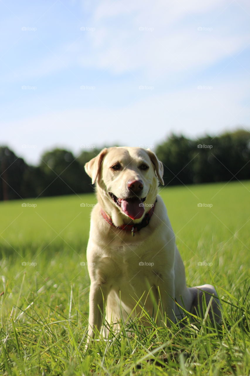 Dog sitting on the grassy field