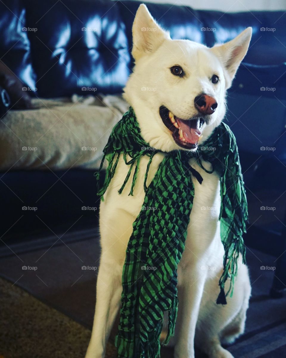 fashionable doggo