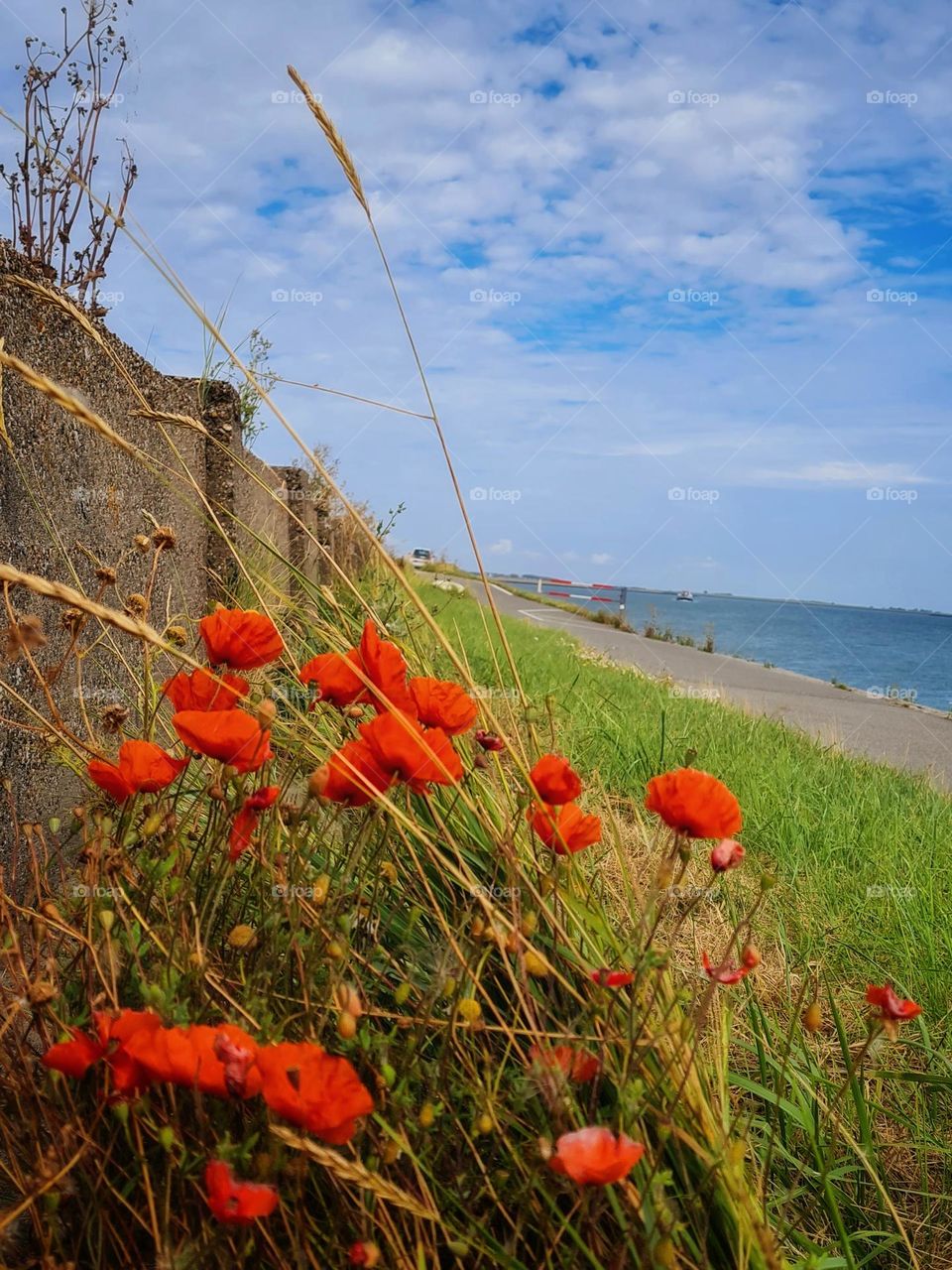 Flowers near the sea