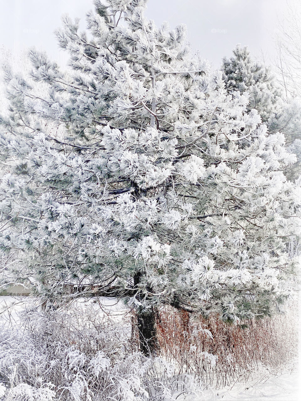 Beautiful tree with fresh snowfall on the branches