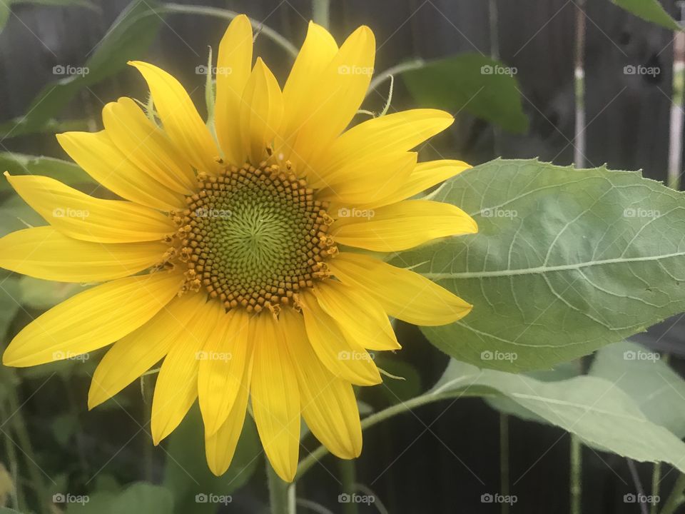 Sunflower that grows in my back yard
