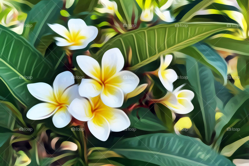 White Plumeria flowers oil painting with copy space on the right side.