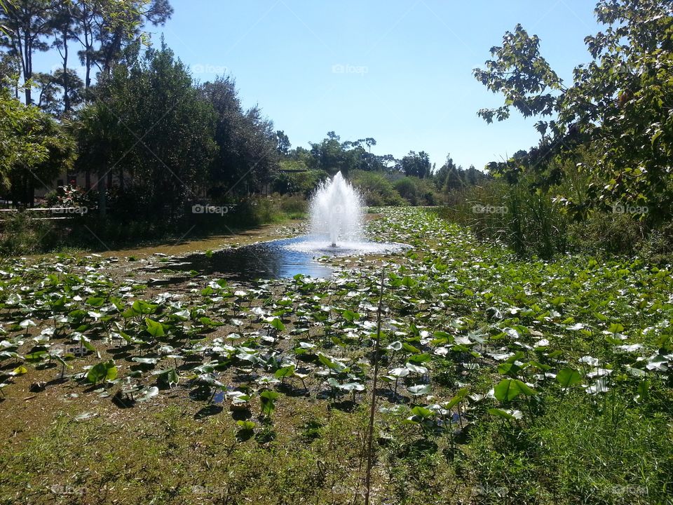 Fountain in a Lily Pad Pond on a Sunny Day - Florida - Botanical Gardens 