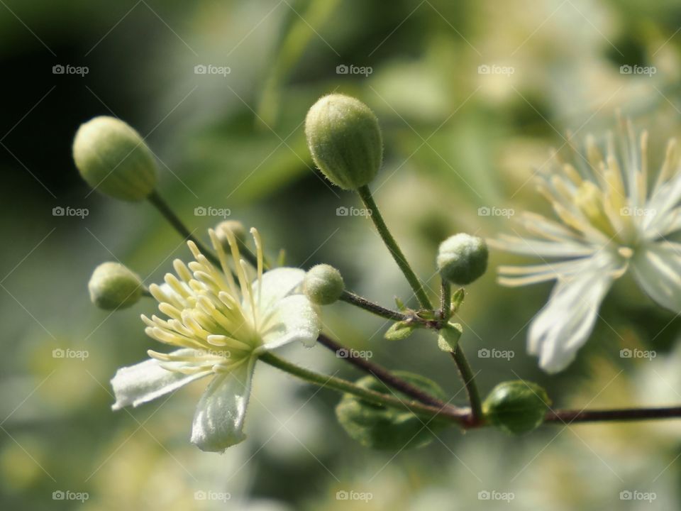Clematis vitalba in bloom