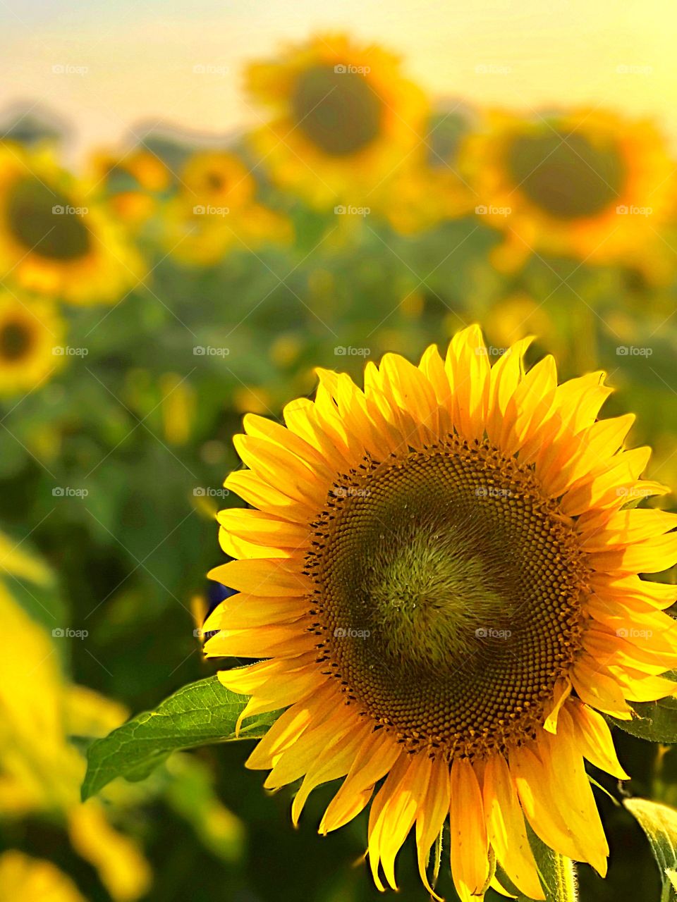 Gorgeous close-up of sunflower during a fiery sunset 