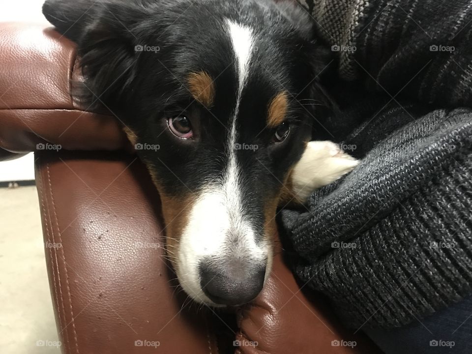 Dog face 2