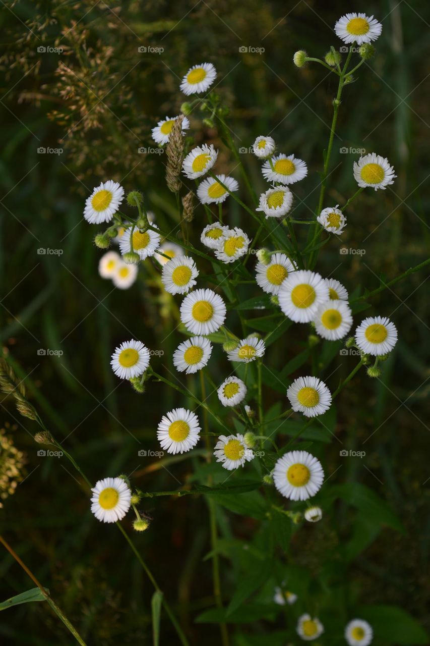 beautiful small summer flowers growing in green grass in sunlight