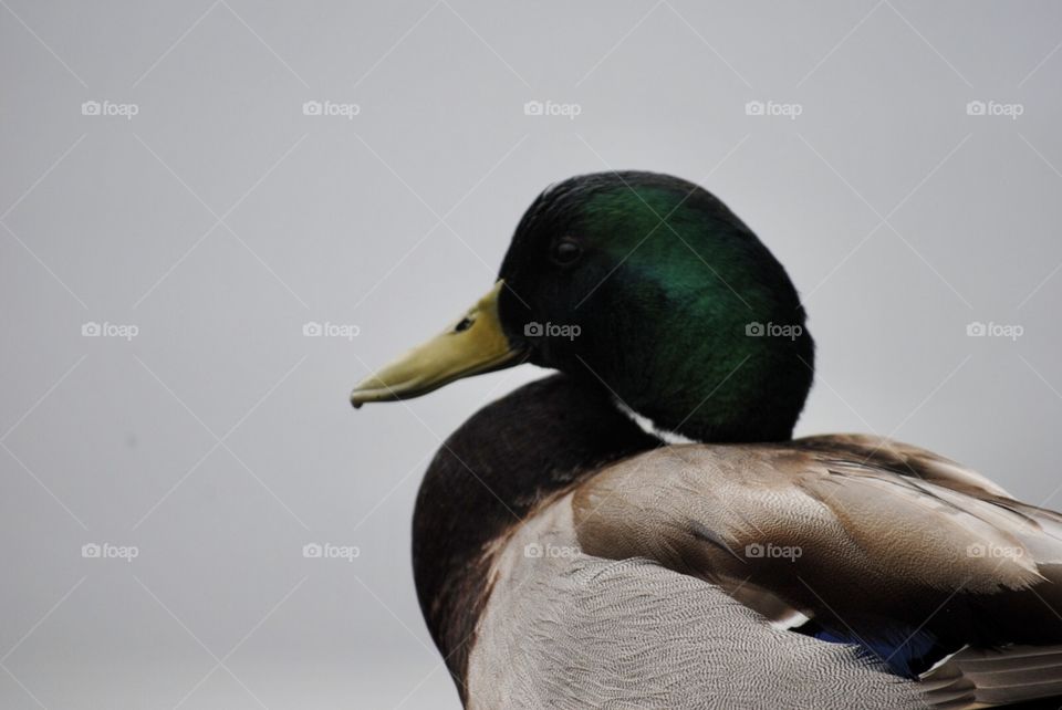 Duck 