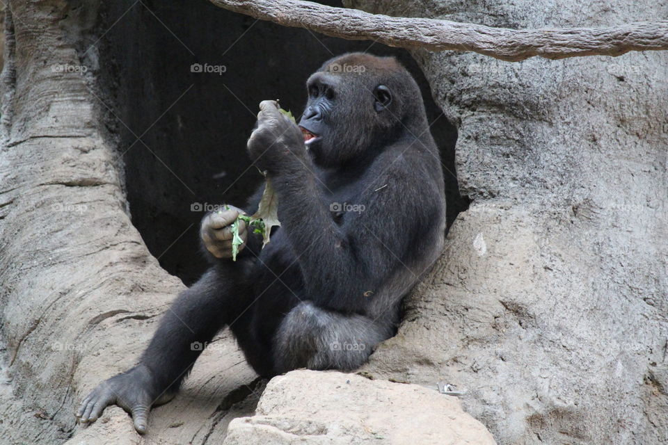 Gorilla eating 