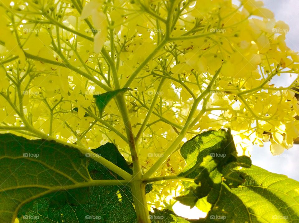 Green white hydrangea 
