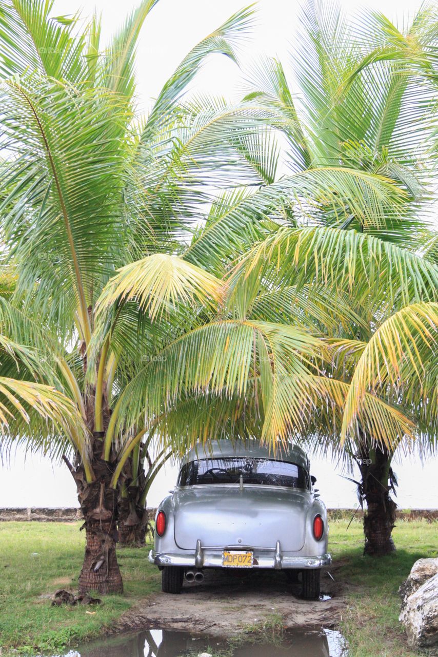 Cadillac lounging under Varadero's palm trees