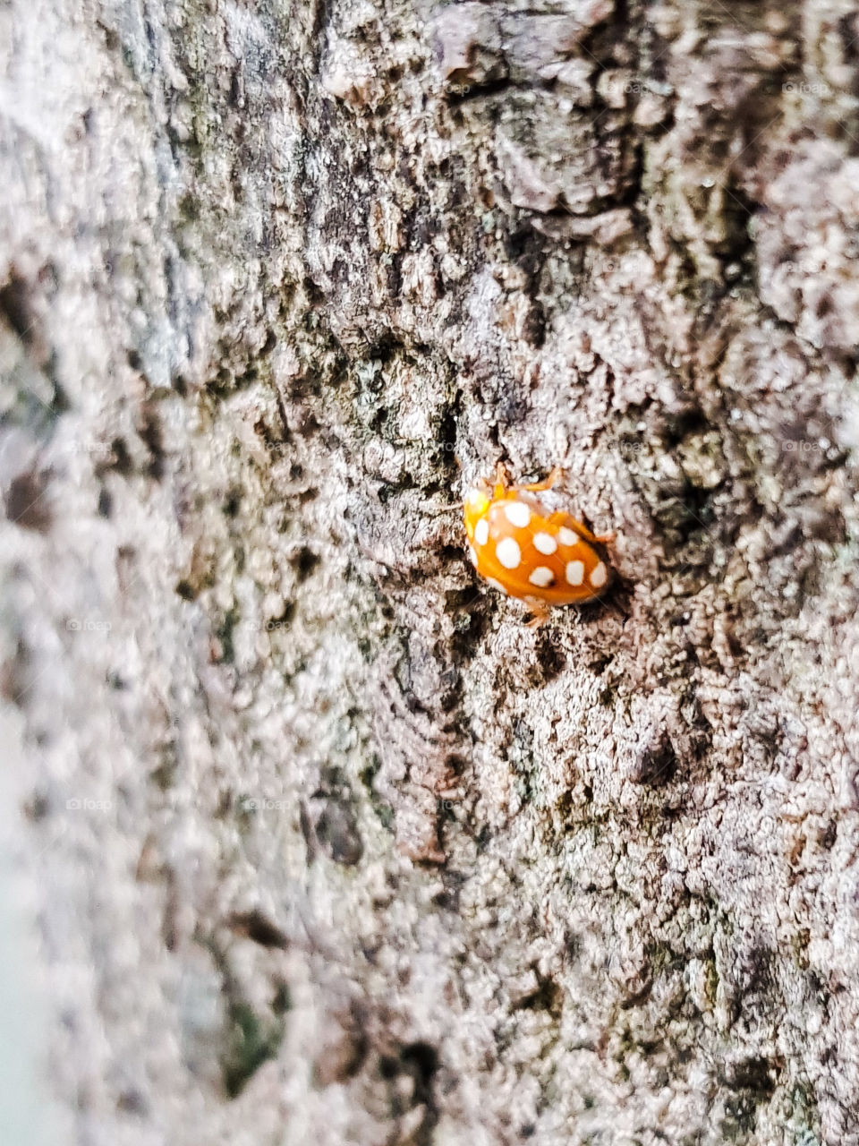 Halyzia sedecimguttata on a tree trunk. Orange type of ladybird family, insecta coccinellidae