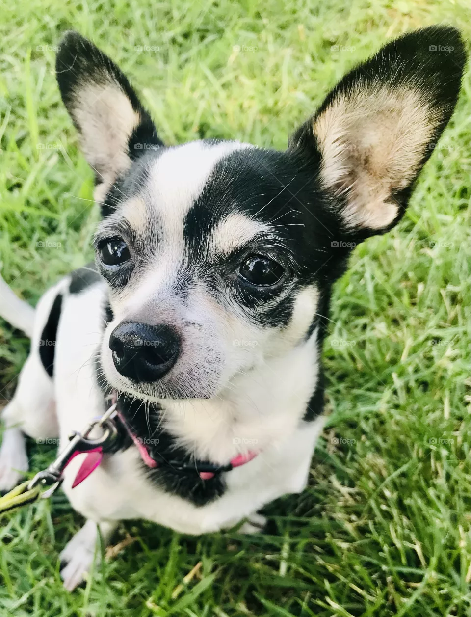 Furry Portrait 