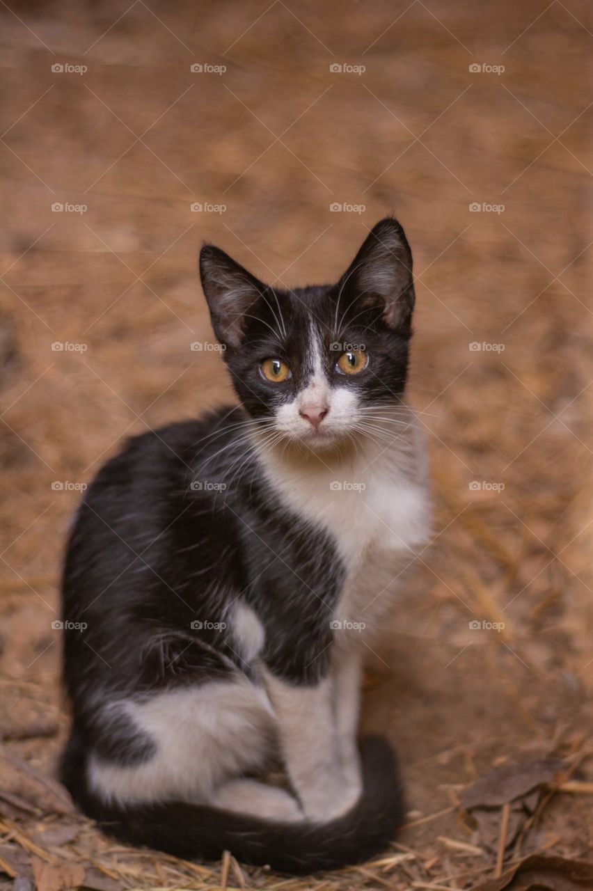 Blacks and White Shorthair Kitten Cat Outside Posing 