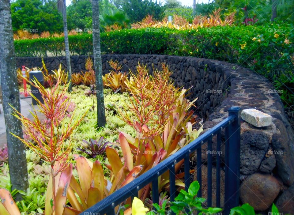 Hawaii Series. Dole Gardens