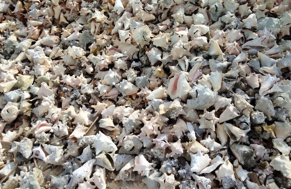 Shells