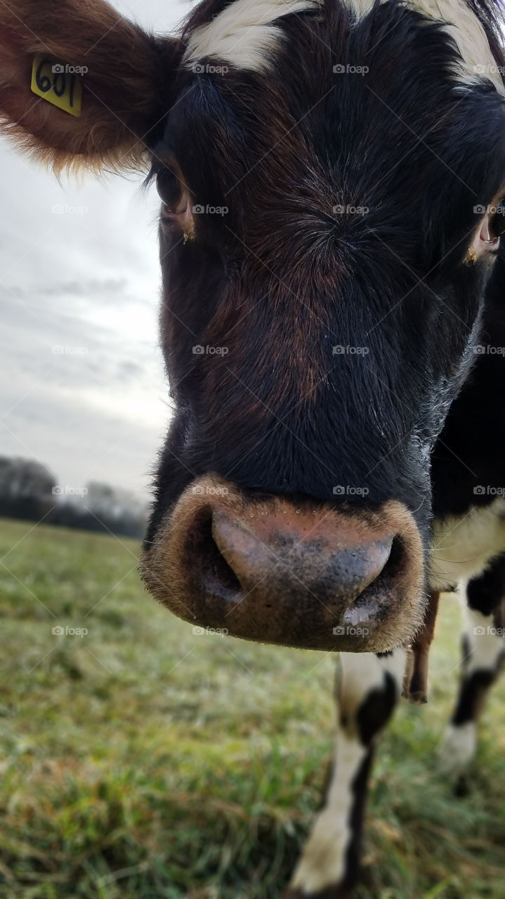 Calf Close Up