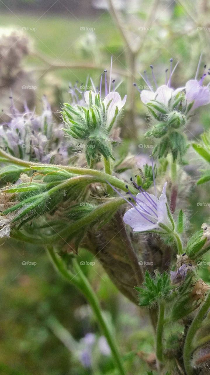 old flowers close-up