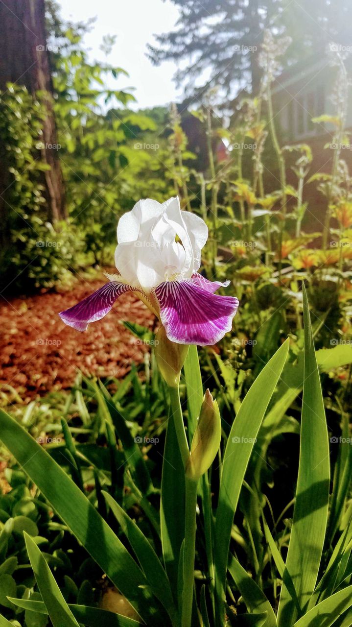 Breaded Iris Bi Color